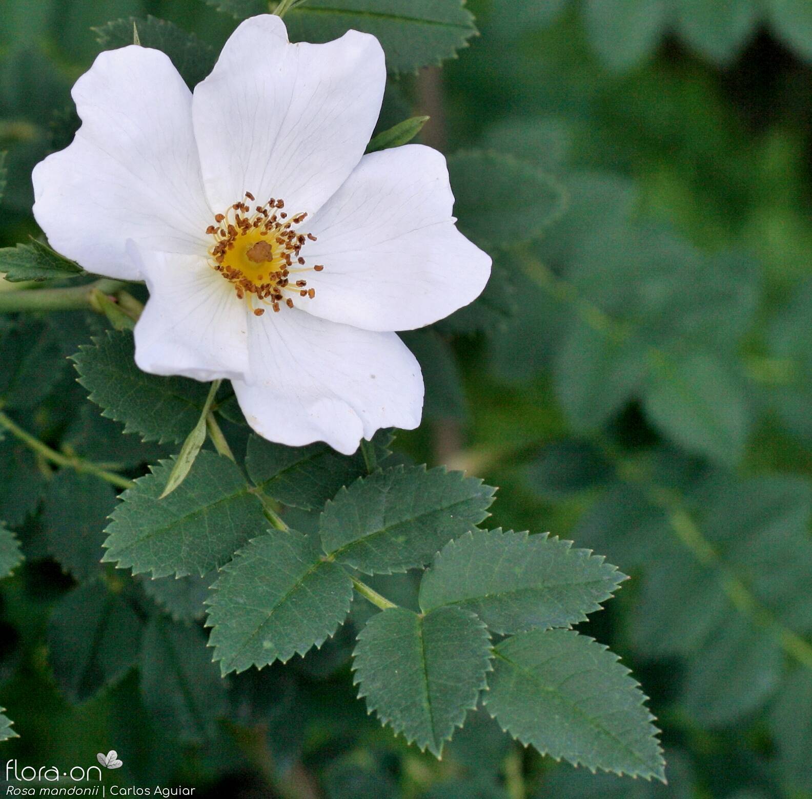 Rosa mandonii - Flor (close-up) | Carlos Aguiar; CC BY-NC 4.0