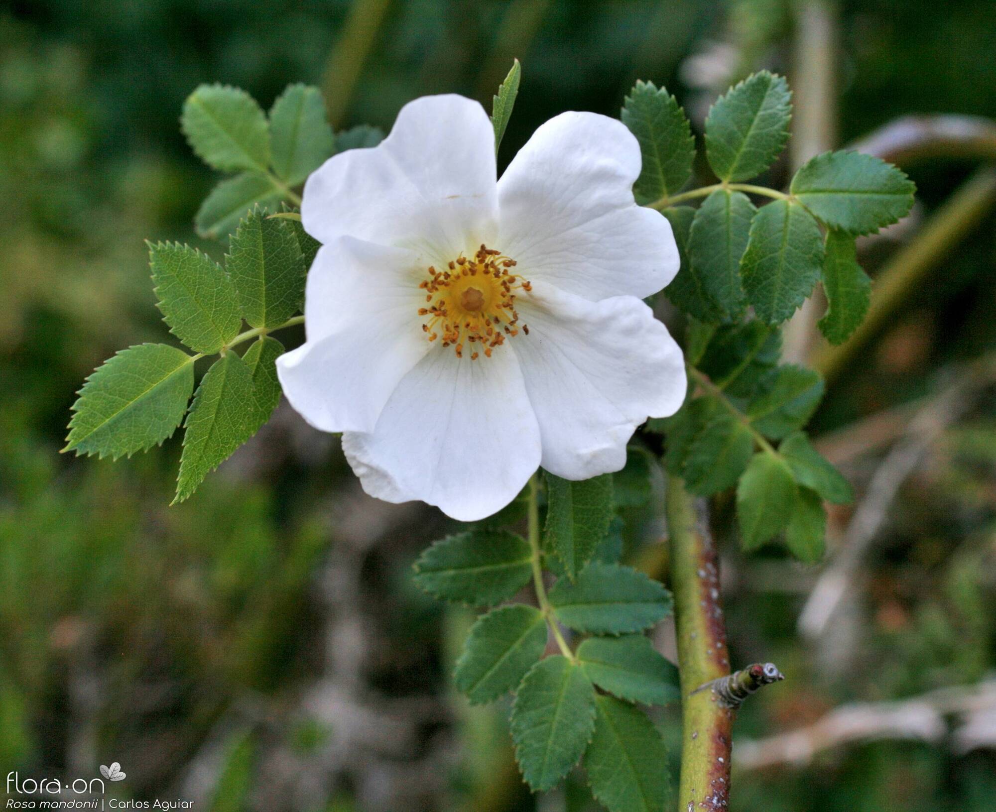 Rosa mandonii - Flor (close-up) | Carlos Aguiar; CC BY-NC 4.0