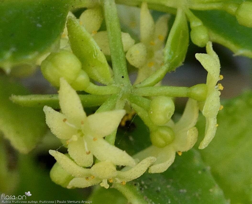 Rubia fruticosa fruticosa - Flor (close-up) | Paulo Ventura Araújo; CC BY-NC 4.0