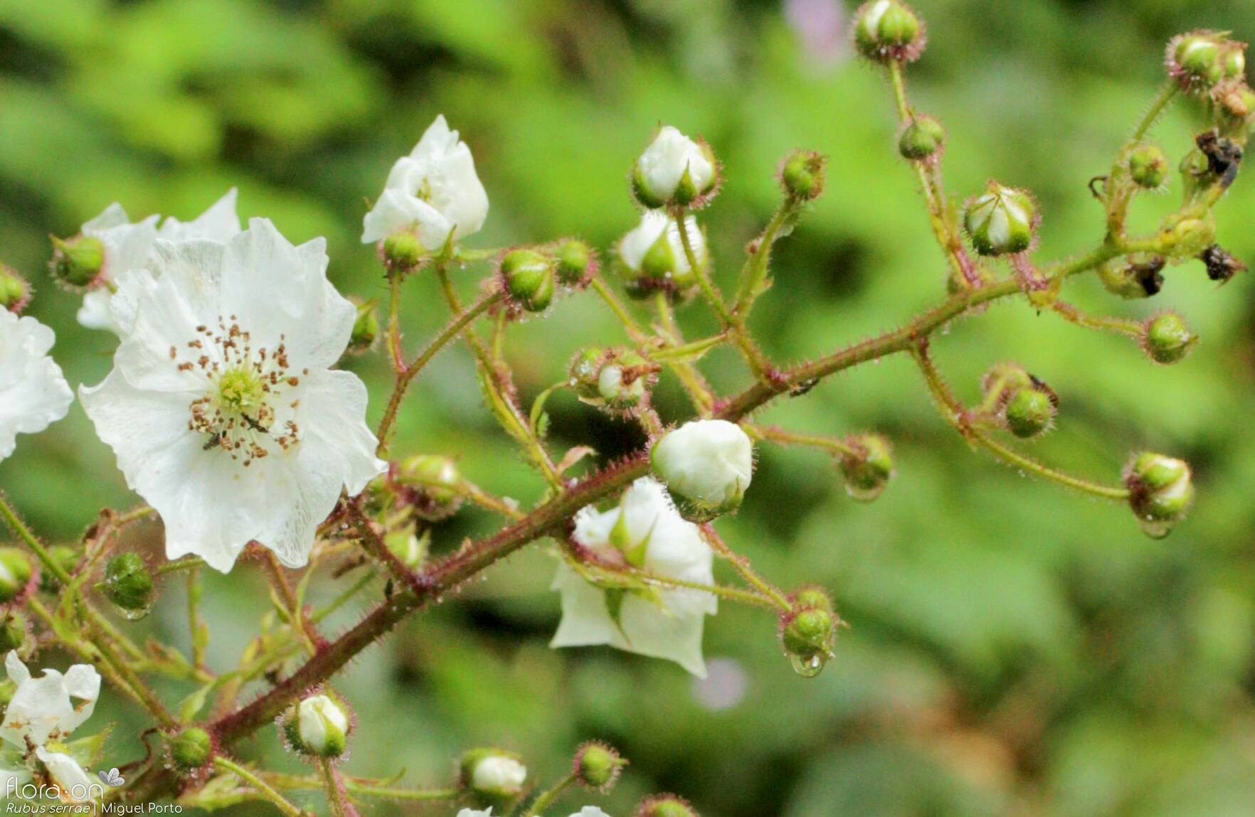 Rubus serrae - Flor (geral) | Miguel Porto; CC BY-NC 4.0