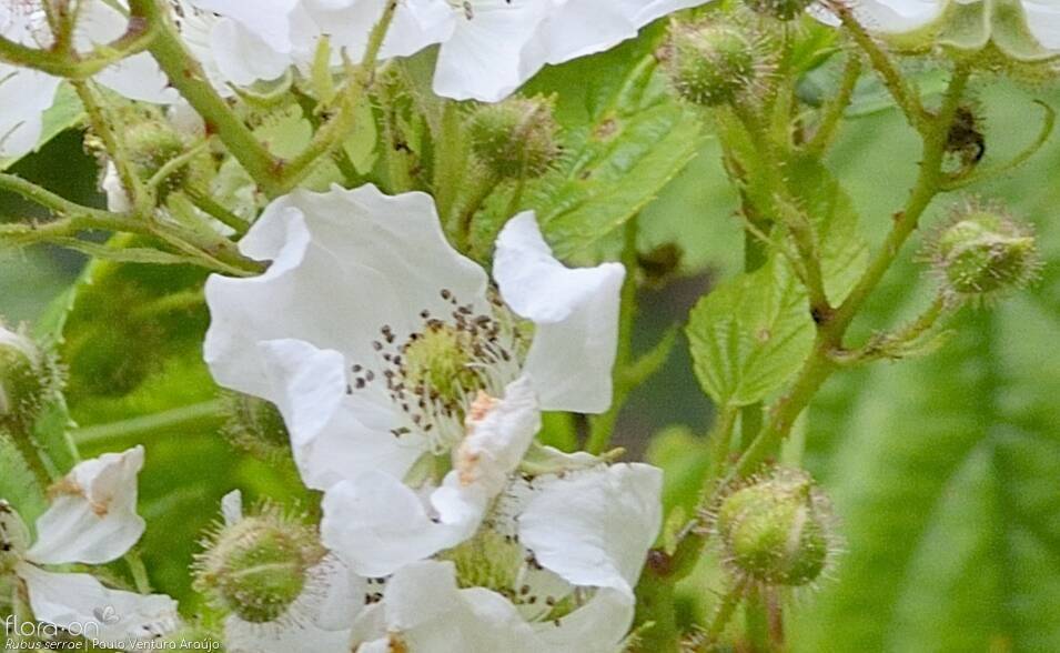 Rubus serrae - Flor (close-up) | Paulo Ventura Araújo; CC BY-NC 4.0