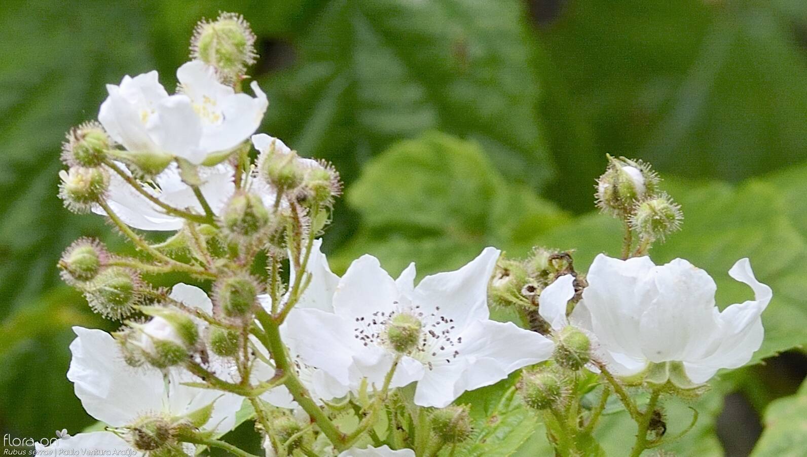 Rubus serrae - Flor (close-up) | Paulo Ventura Araújo; CC BY-NC 4.0