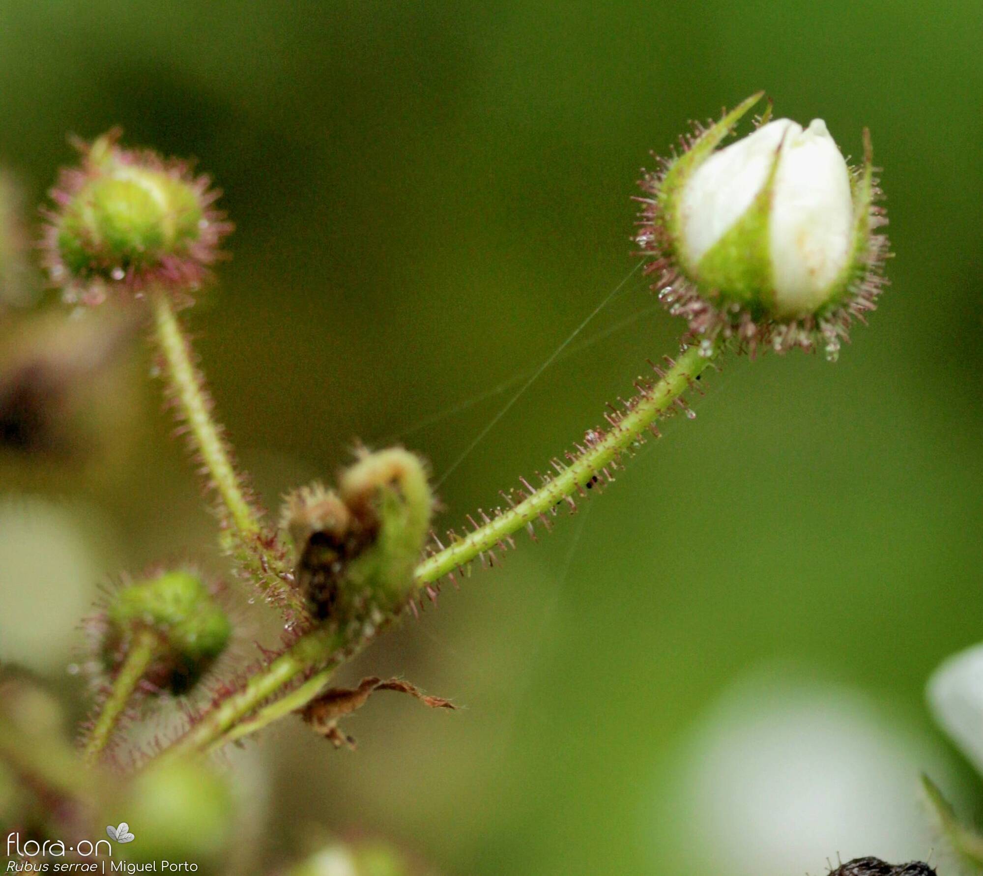 Rubus serrae - Flor (close-up) | Miguel Porto; CC BY-NC 4.0