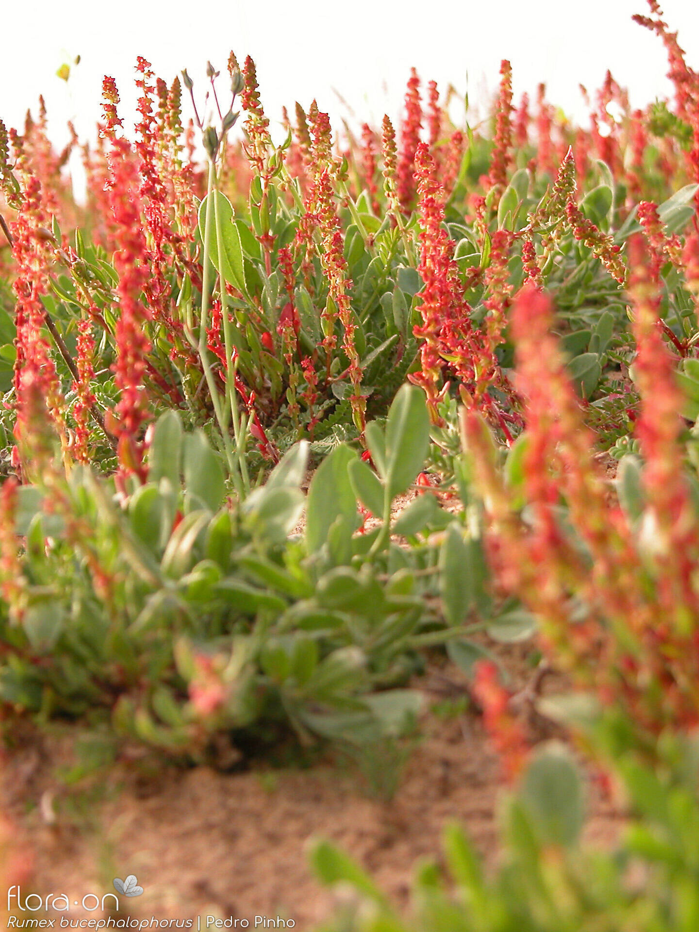 Rumex bucephalophorus - Hábito | Pedro Pinho; CC BY-NC 4.0