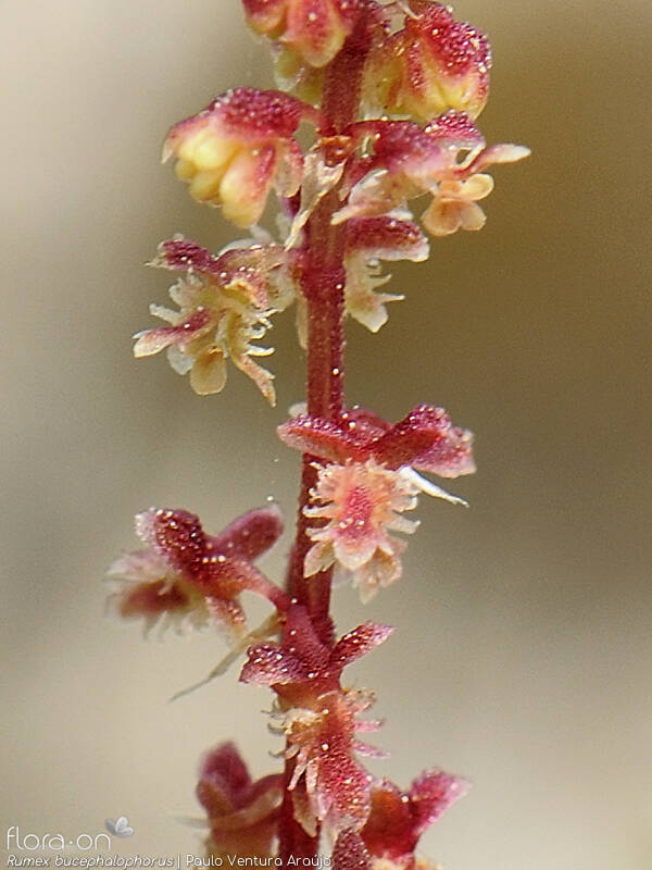 Rumex bucephalophorus - Flor (close-up) | Paulo Ventura Araújo; CC BY-NC 4.0