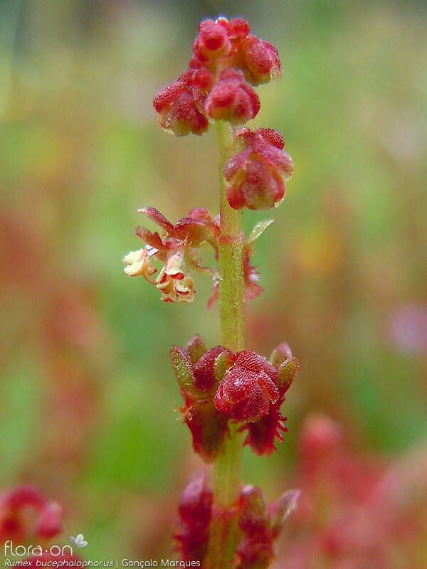 Rumex bucephalophorus - Flor (close-up) | Gonçalo Marques; CC BY-NC 4.0
