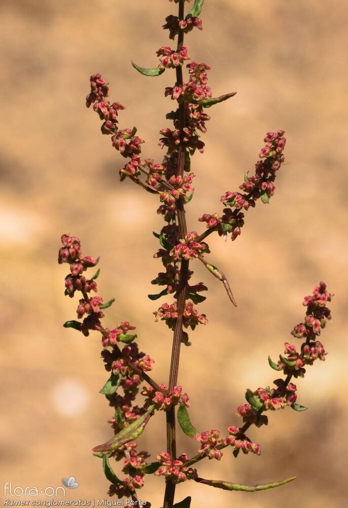 Rumex conglomeratus