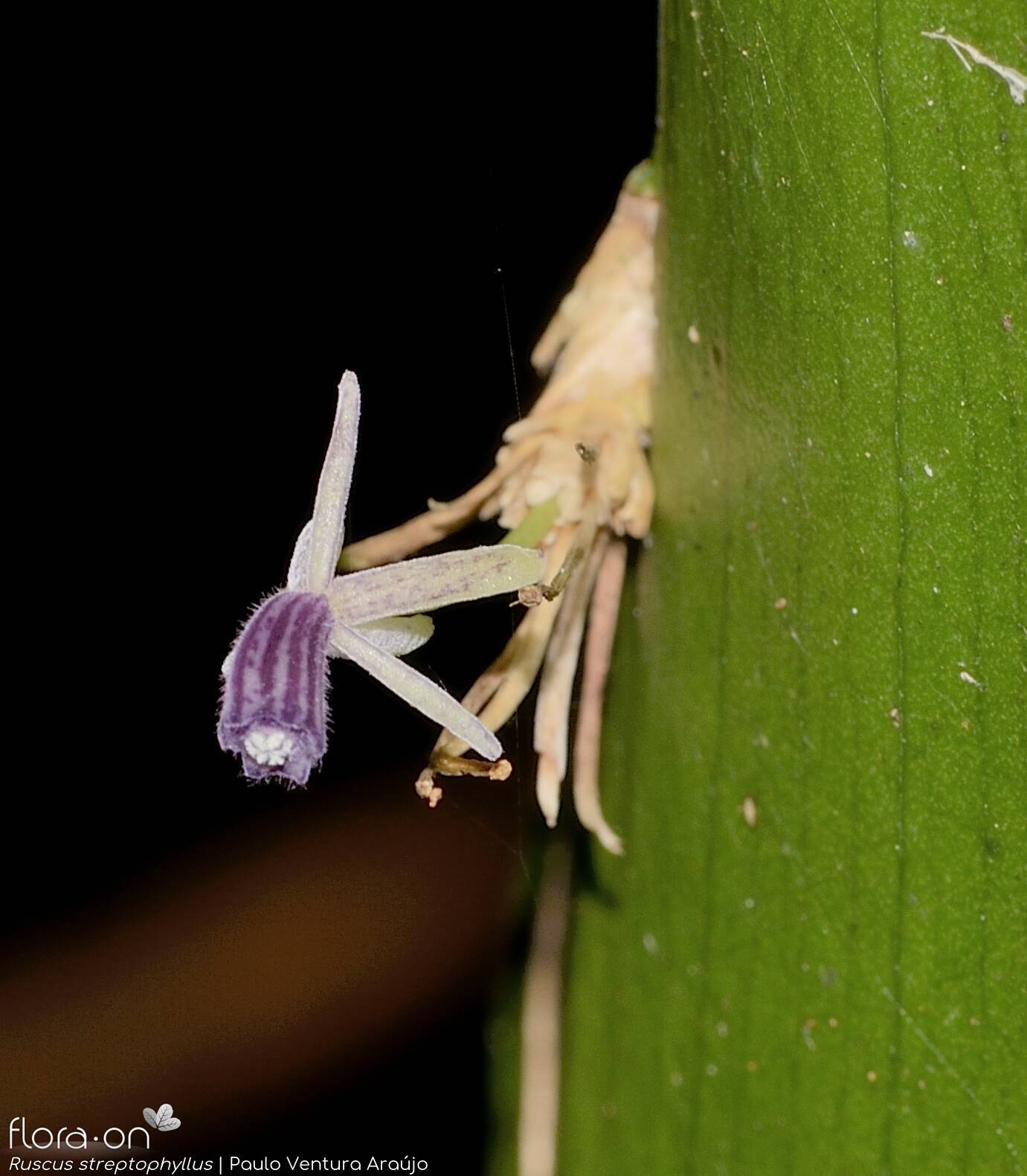 Ruscus streptophyllus - Flor (close-up) | Paulo Ventura Araújo; CC BY-NC 4.0