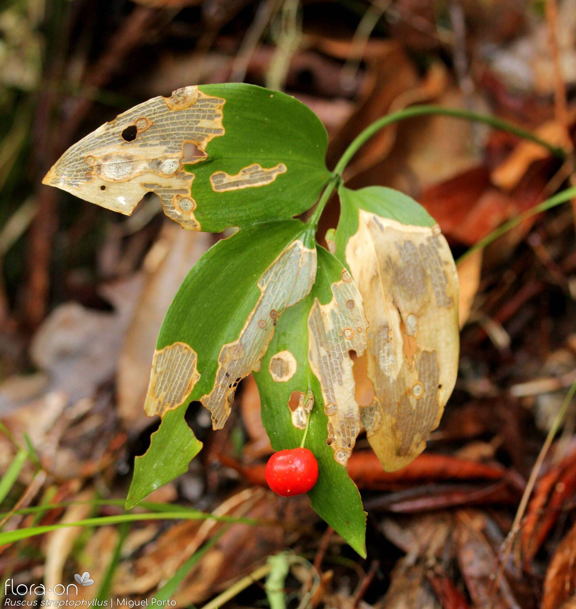 Ruscus streptophyllus - Fruto | Miguel Porto; CC BY-NC 4.0