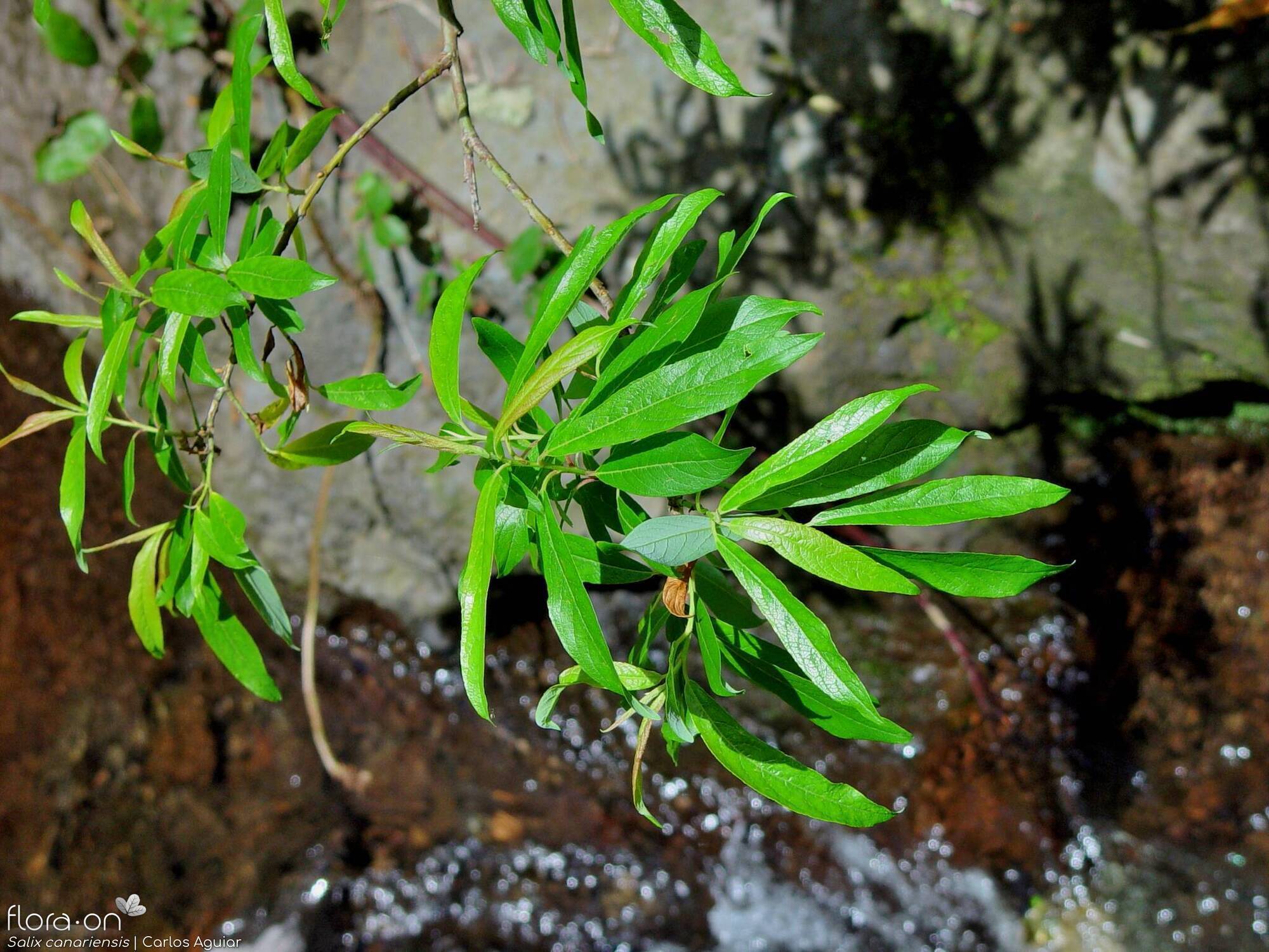 Salix canariensis - Folha (geral) | Carlos Aguiar; CC BY-NC 4.0