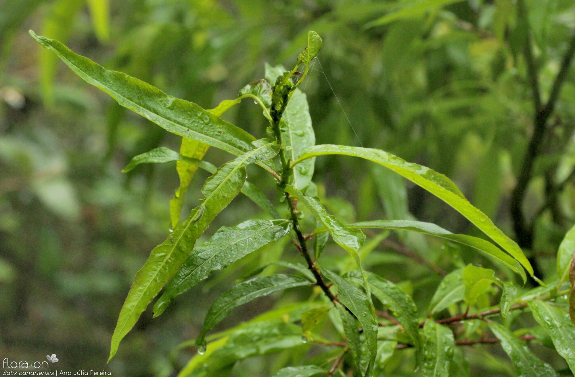 Salix canariensis - Folha (geral) | Ana Júlia Pereira; CC BY-NC 4.0