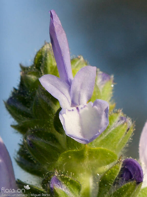 Salvia verbenaca - Flor (close-up) | Miguel Porto; CC BY-NC 4.0