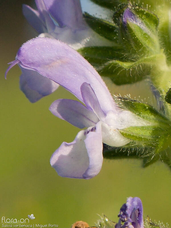 Salvia verbenaca - Flor (close-up) | Miguel Porto; CC BY-NC 4.0