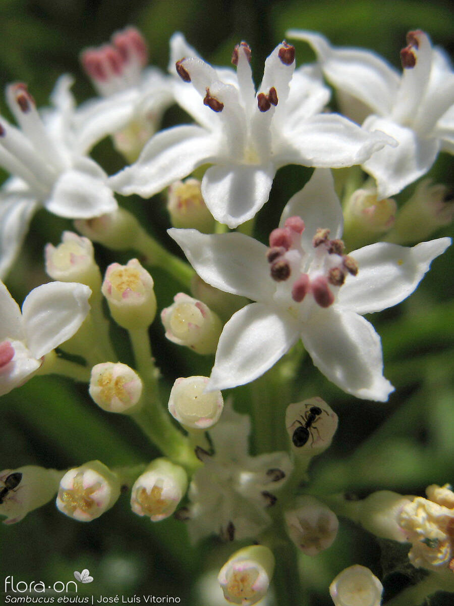 Sambucus ebulus - Flor (close-up) | José Luís Vitorino; CC BY-NC 4.0