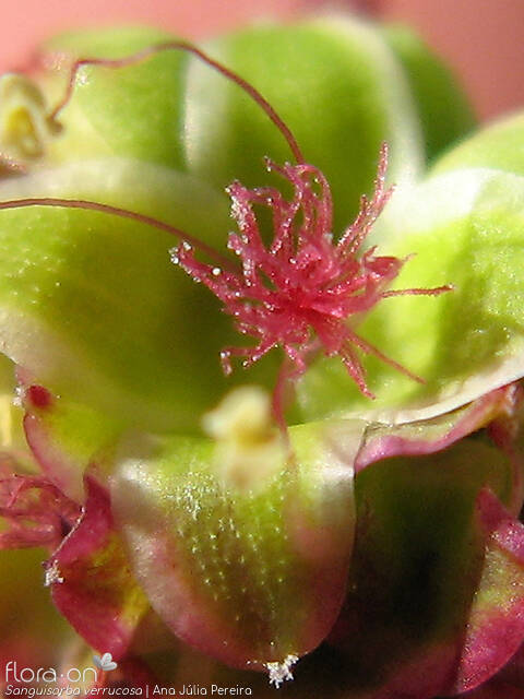 Sanguisorba verrucosa - Flor (close-up) | Ana Júlia Pereira; CC BY-NC 4.0
