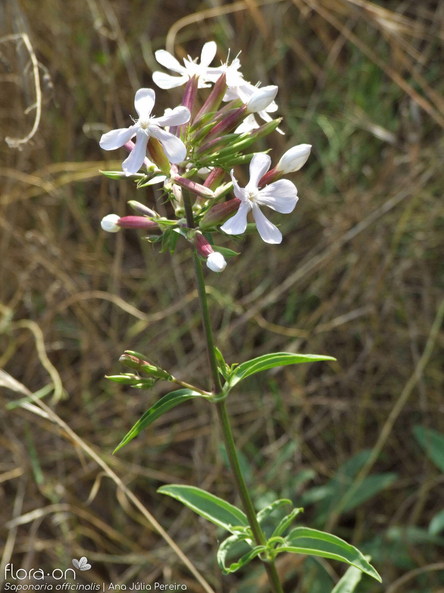 Saponaria officinalis - Flor (geral) | Ana Júlia Pereira; CC BY-NC 4.0