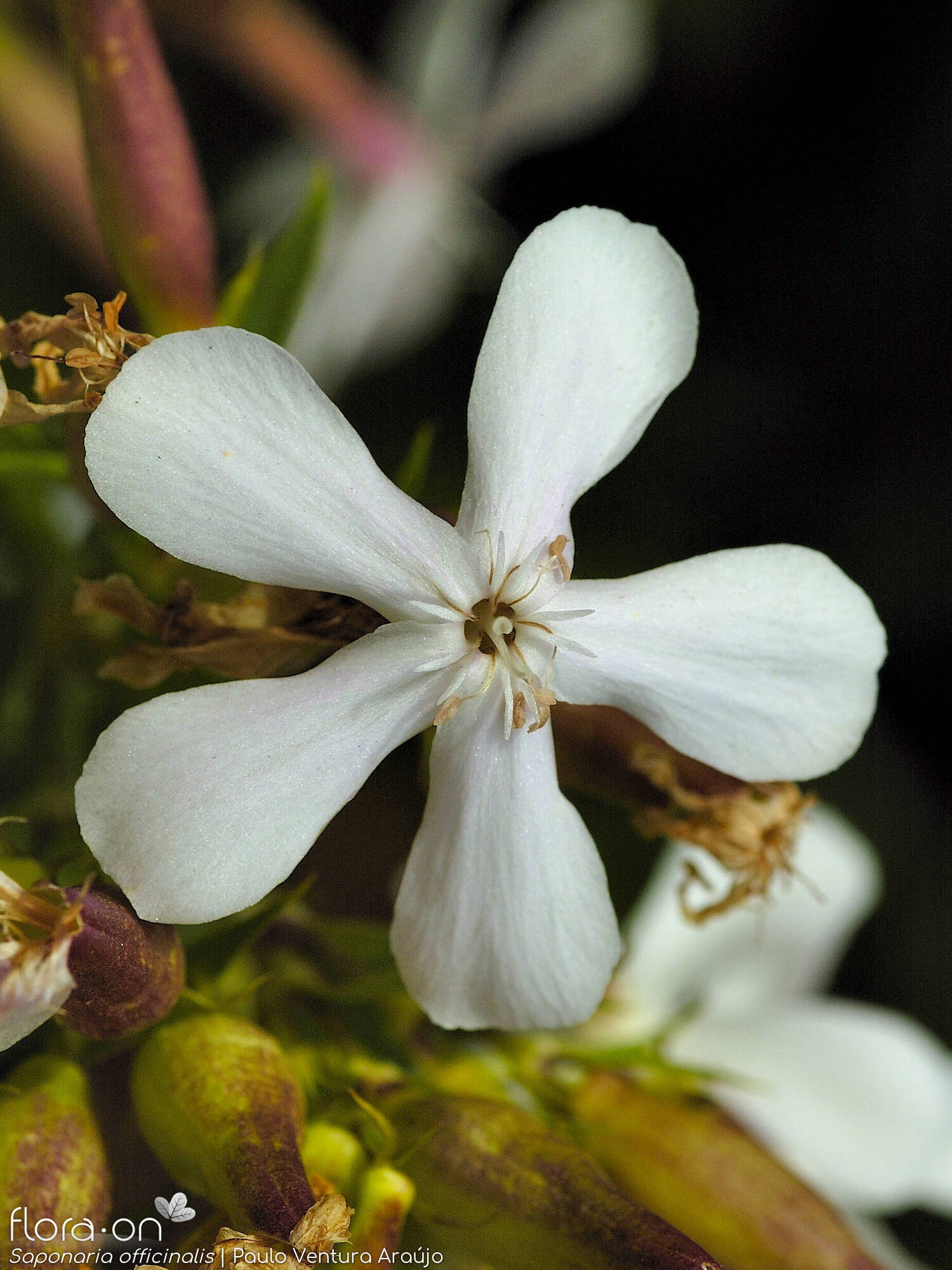 Saponaria officinalis - Flor (close-up) | Paulo Ventura Araújo; CC BY-NC 4.0