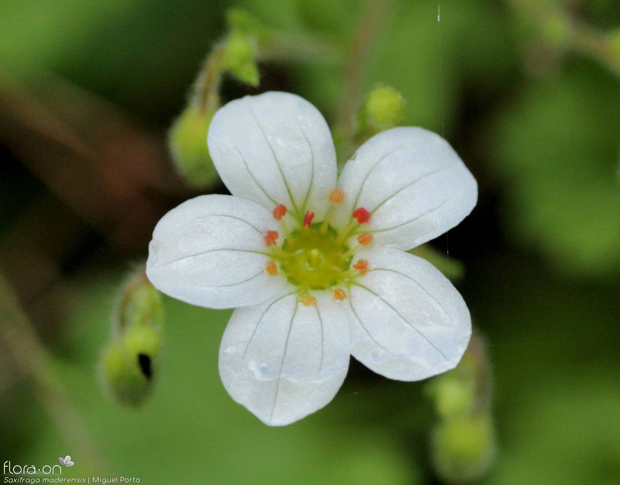 Saxifraga maderensis - Flor (close-up) | Miguel Porto; CC BY-NC 4.0