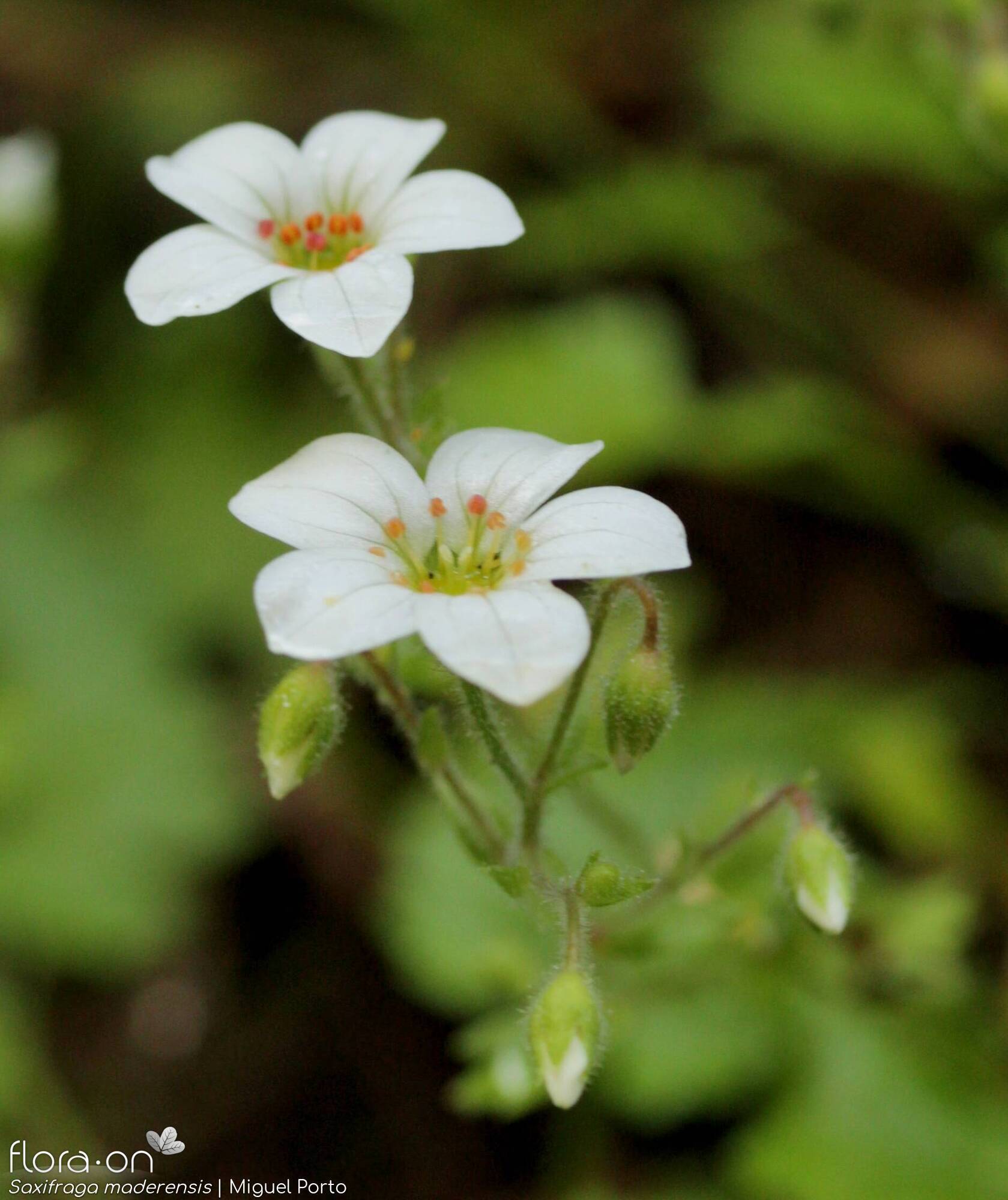 Saxifraga maderensis - Flor (geral) | Miguel Porto; CC BY-NC 4.0