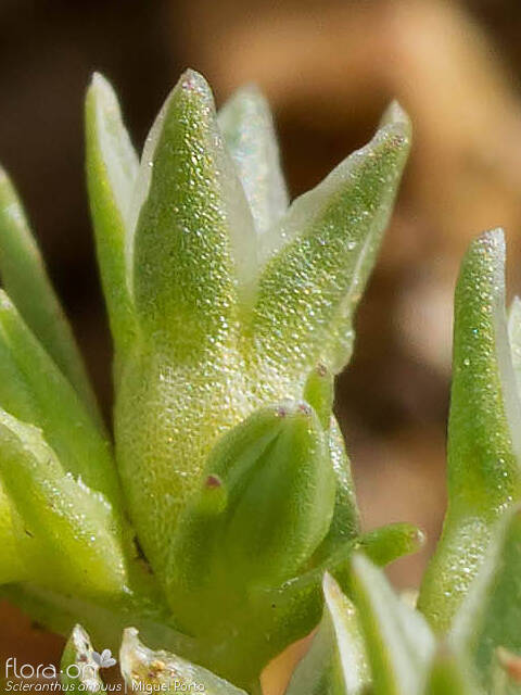 Scleranthus annuus - Flor (close-up) | Miguel Porto; CC BY-NC 4.0