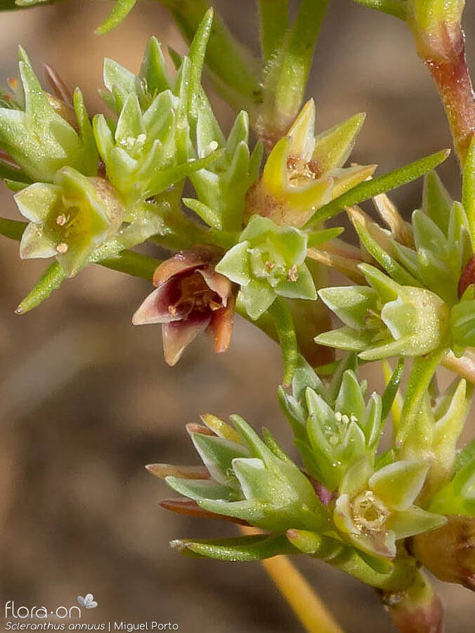 Scleranthus annuus - Flor (geral) | Miguel Porto; CC BY-NC 4.0