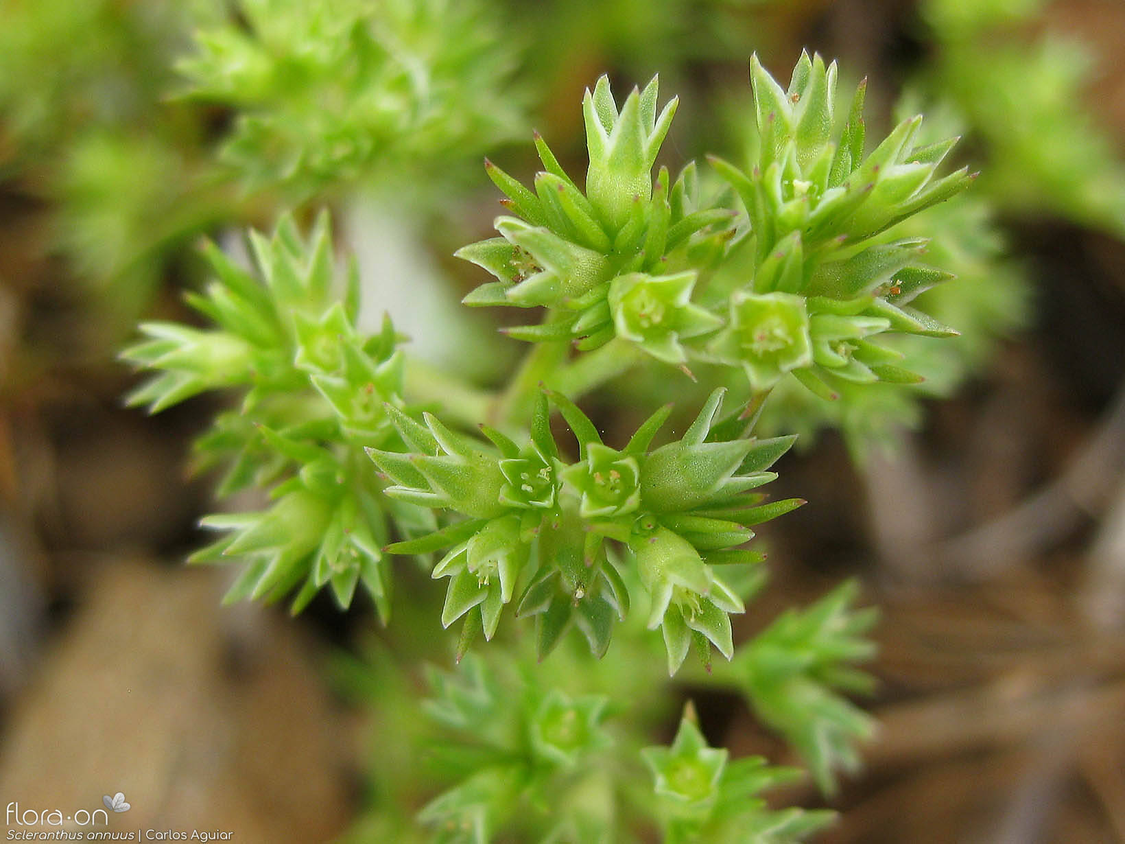 Scleranthus annuus - Flor (geral) | Carlos Aguiar; CC BY-NC 4.0