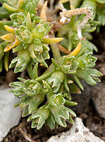 Scleranthus polycarpos
