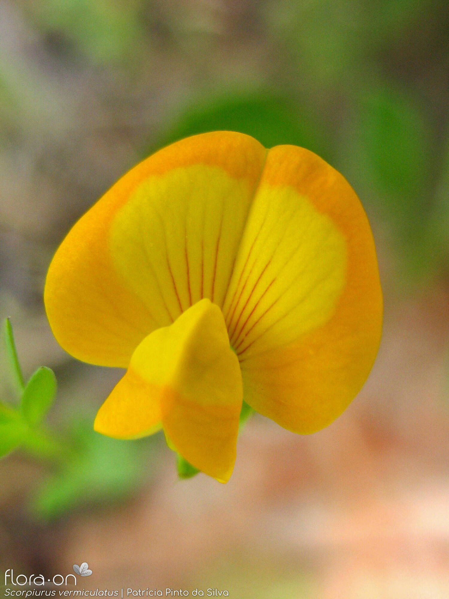 Scorpiurus vermiculatus - Flor (close-up) | Patrícia Pinto da Silva; CC BY-NC 4.0