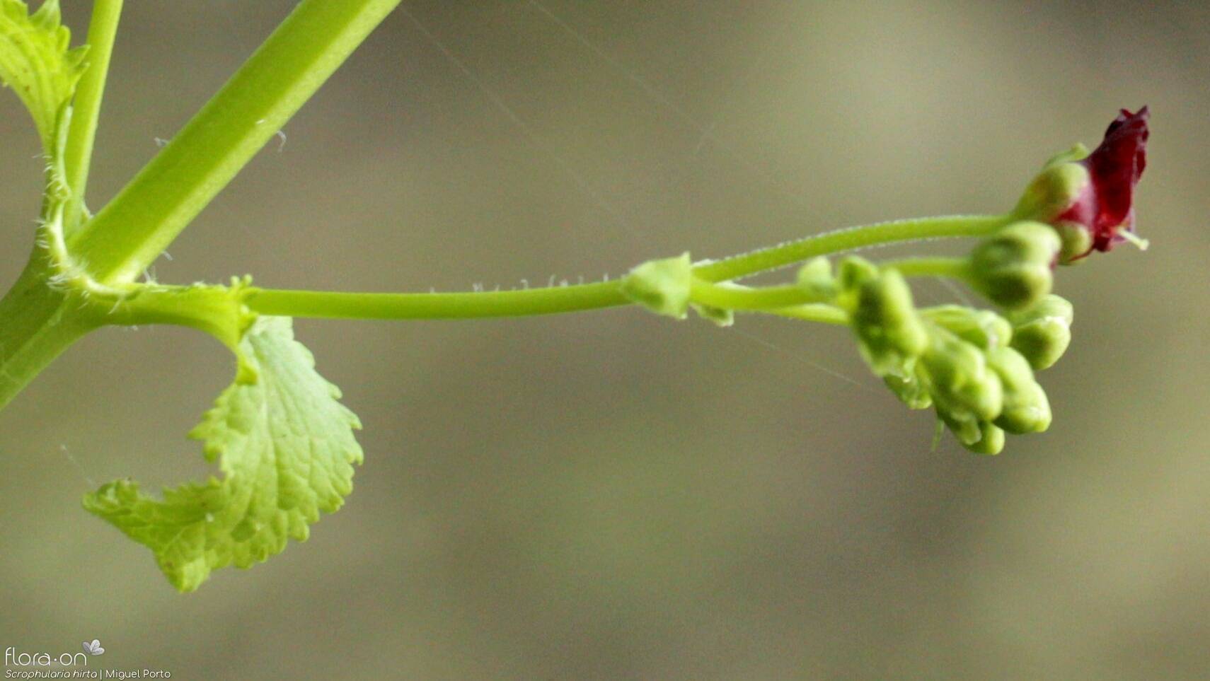 Scrophularia hirta - Caule | Miguel Porto; CC BY-NC 4.0