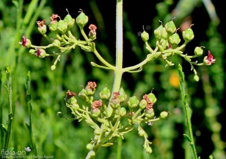 Scrophularia hirta - Flor (geral) | Carlos Aguiar; CC BY-NC 4.0