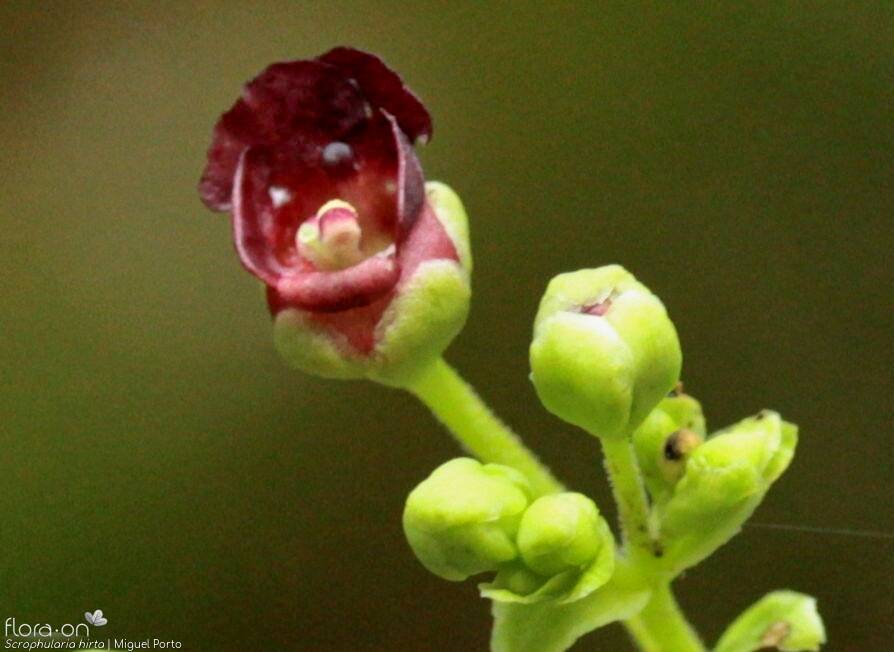 Scrophularia hirta - Flor (close-up) | Miguel Porto; CC BY-NC 4.0