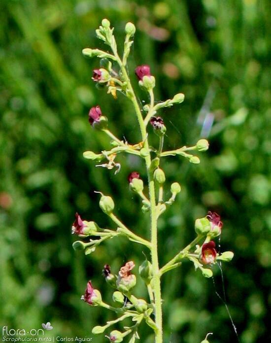 Scrophularia hirta - Flor (geral) | Carlos Aguiar; CC BY-NC 4.0