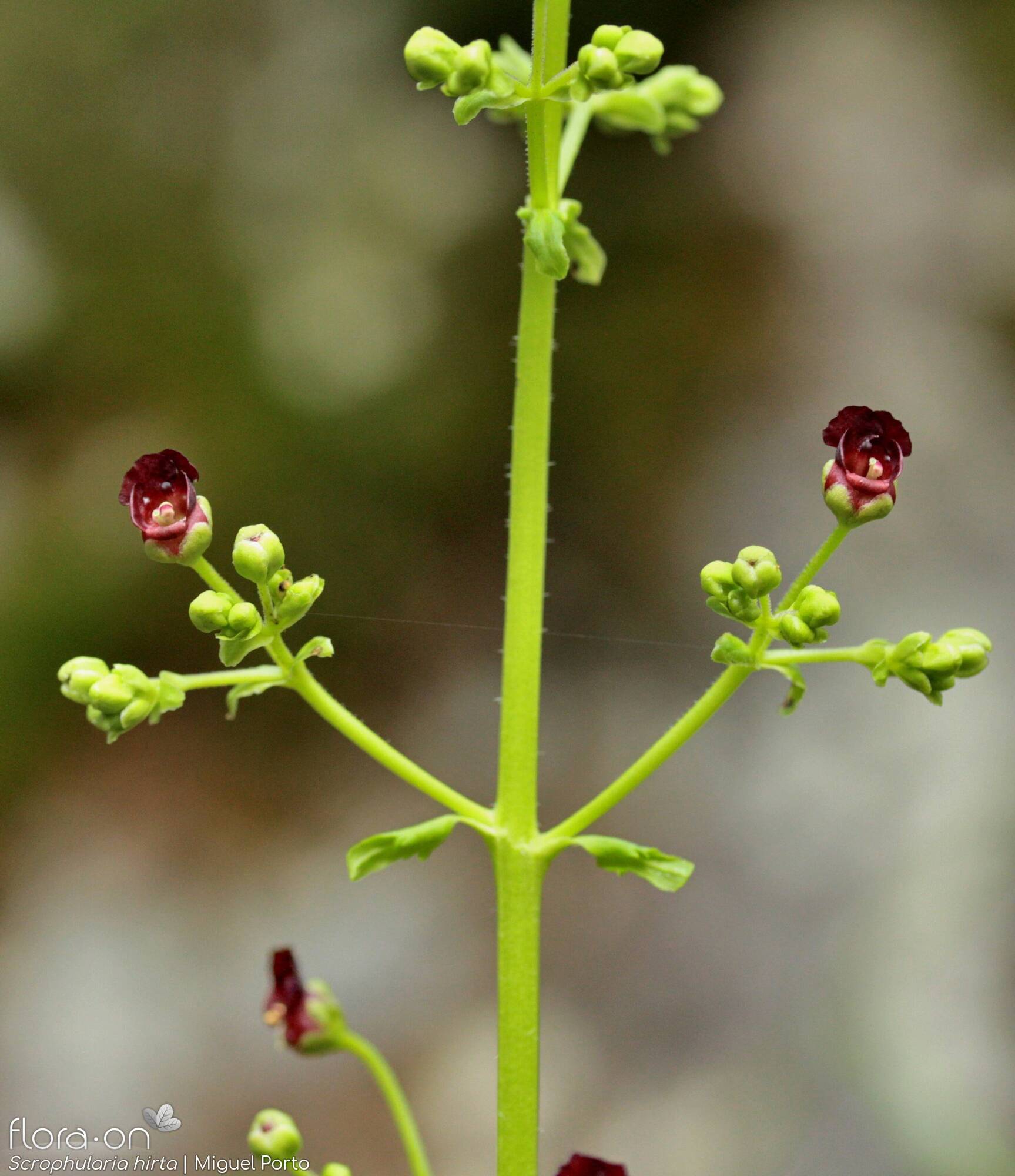 Scrophularia hirta - Flor (geral) | Miguel Porto; CC BY-NC 4.0