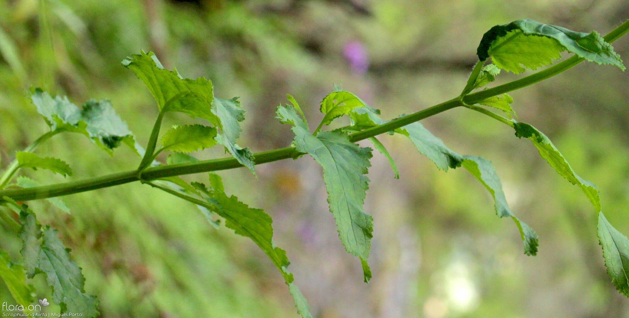 Scrophularia hirta - Folha | Miguel Porto; CC BY-NC 4.0