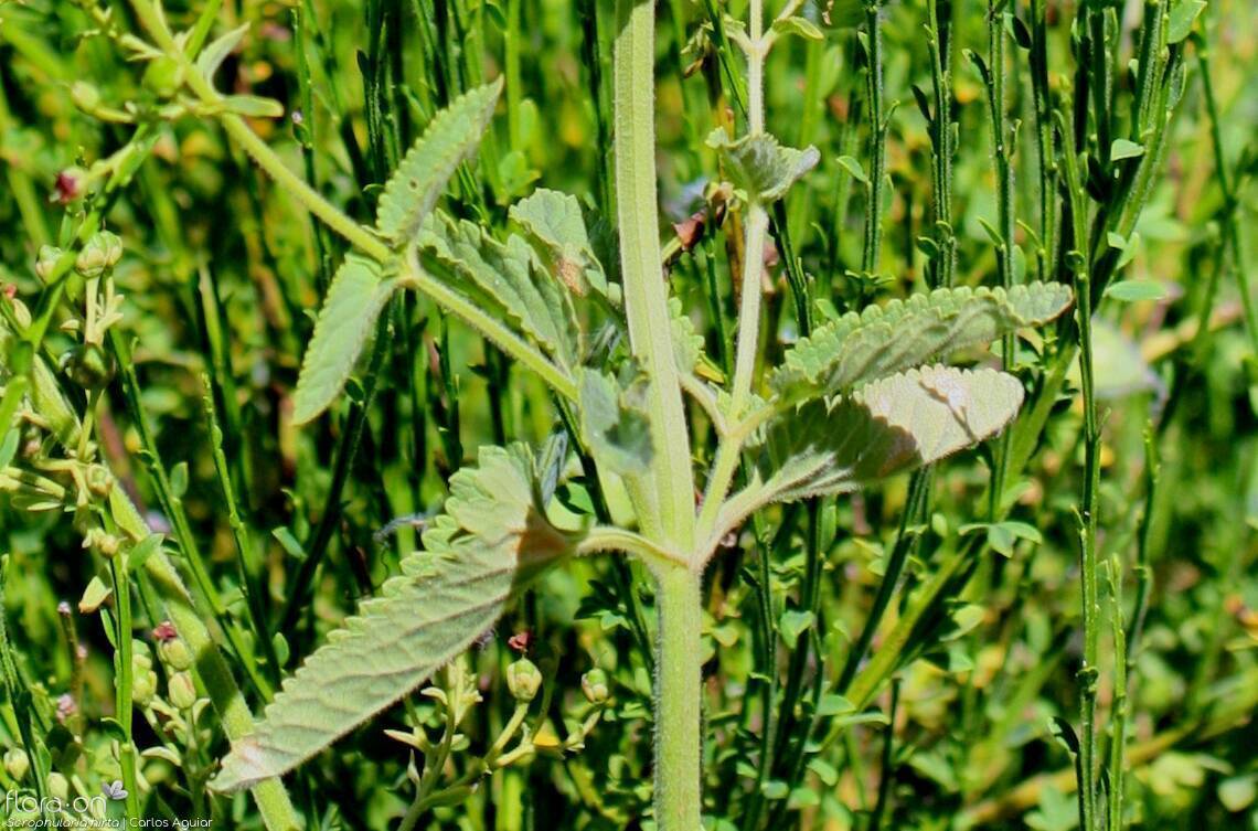 Scrophularia hirta - Folha (geral) | Carlos Aguiar; CC BY-NC 4.0