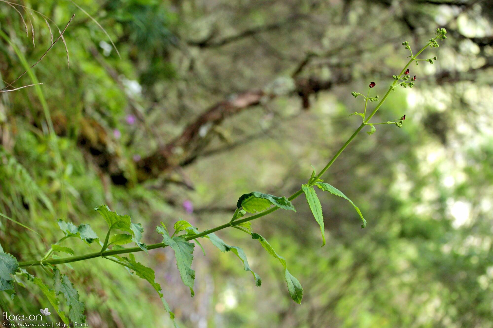 Scrophularia hirta - Folha (geral) | Miguel Porto; CC BY-NC 4.0