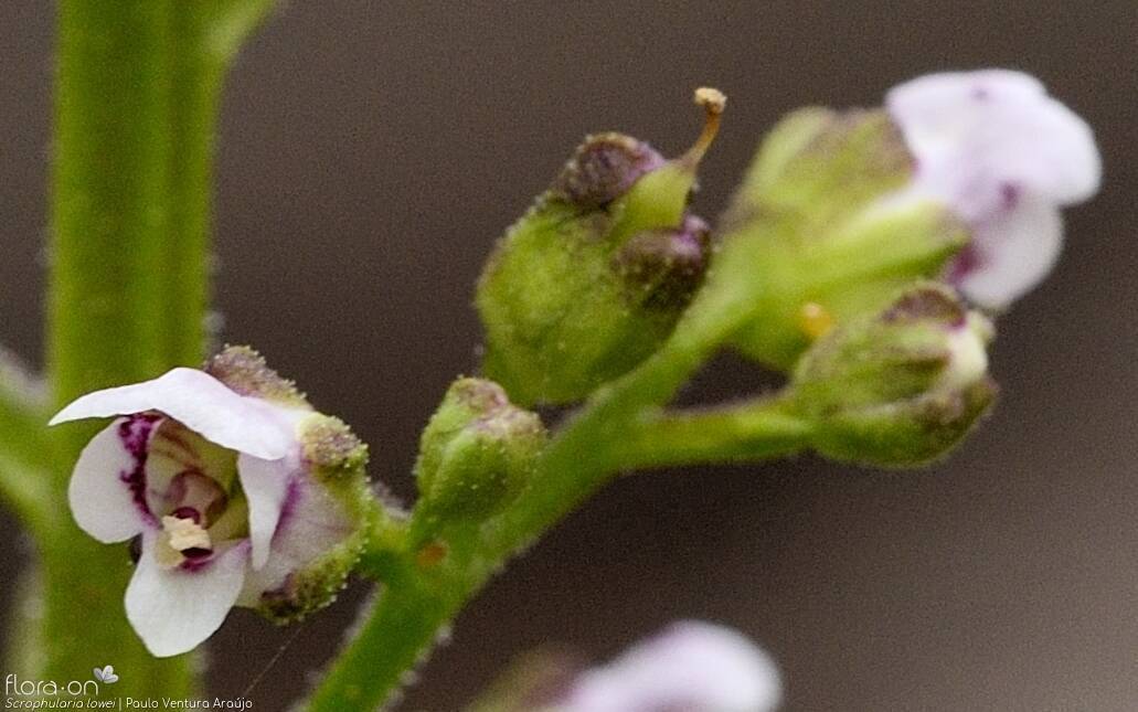 Scrophularia lowei - Flor (close-up) | Paulo Ventura Araújo; CC BY-NC 4.0