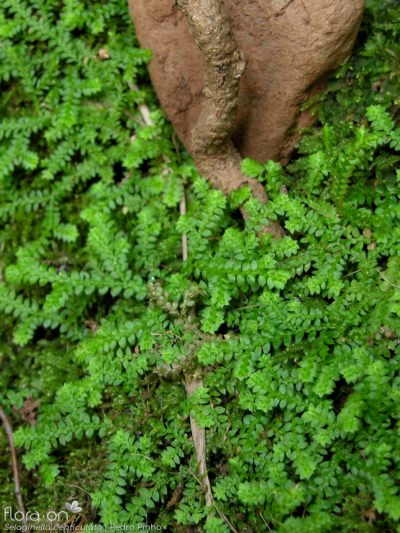 Selaginella denticulata - Hábito | Pedro Pinho; CC BY-NC 4.0
