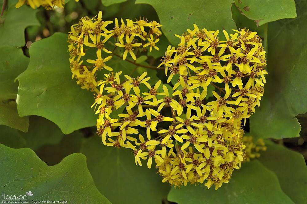 Senecio petasitis