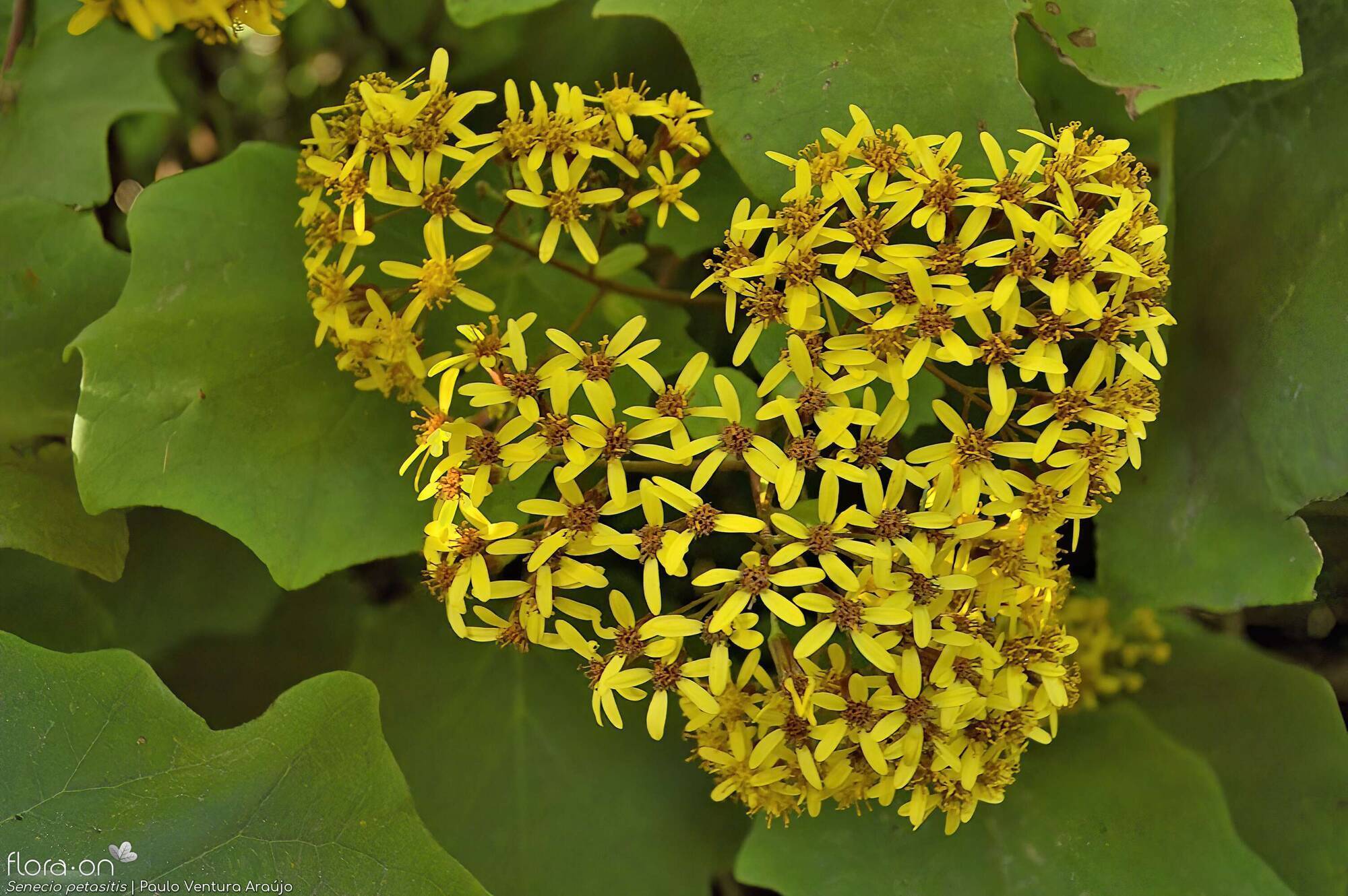 Senecio petasitis - | Paulo Ventura Araújo; CC BY-NC 4.0