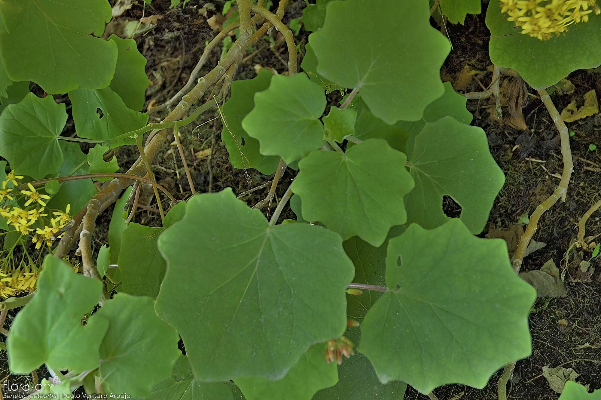 Senecio petasitis - | Paulo Ventura Araújo; CC BY-NC 4.0