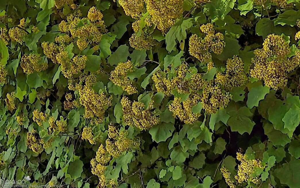 Senecio petasitis - | Paulo Ventura Araújo; CC BY-NC 4.0