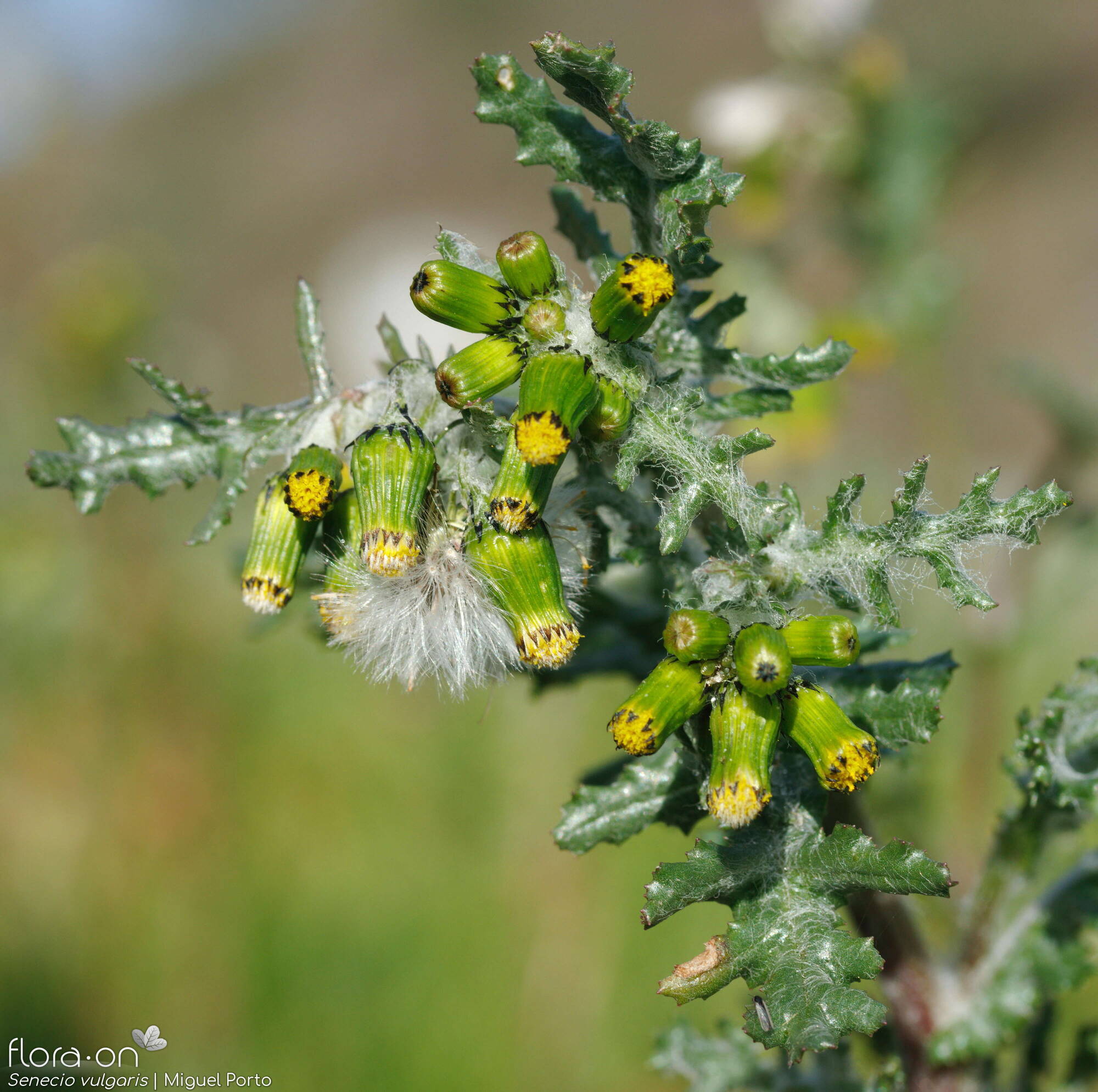 Senecio vulgaris - Flor (geral) | Miguel Porto; CC BY-NC 4.0