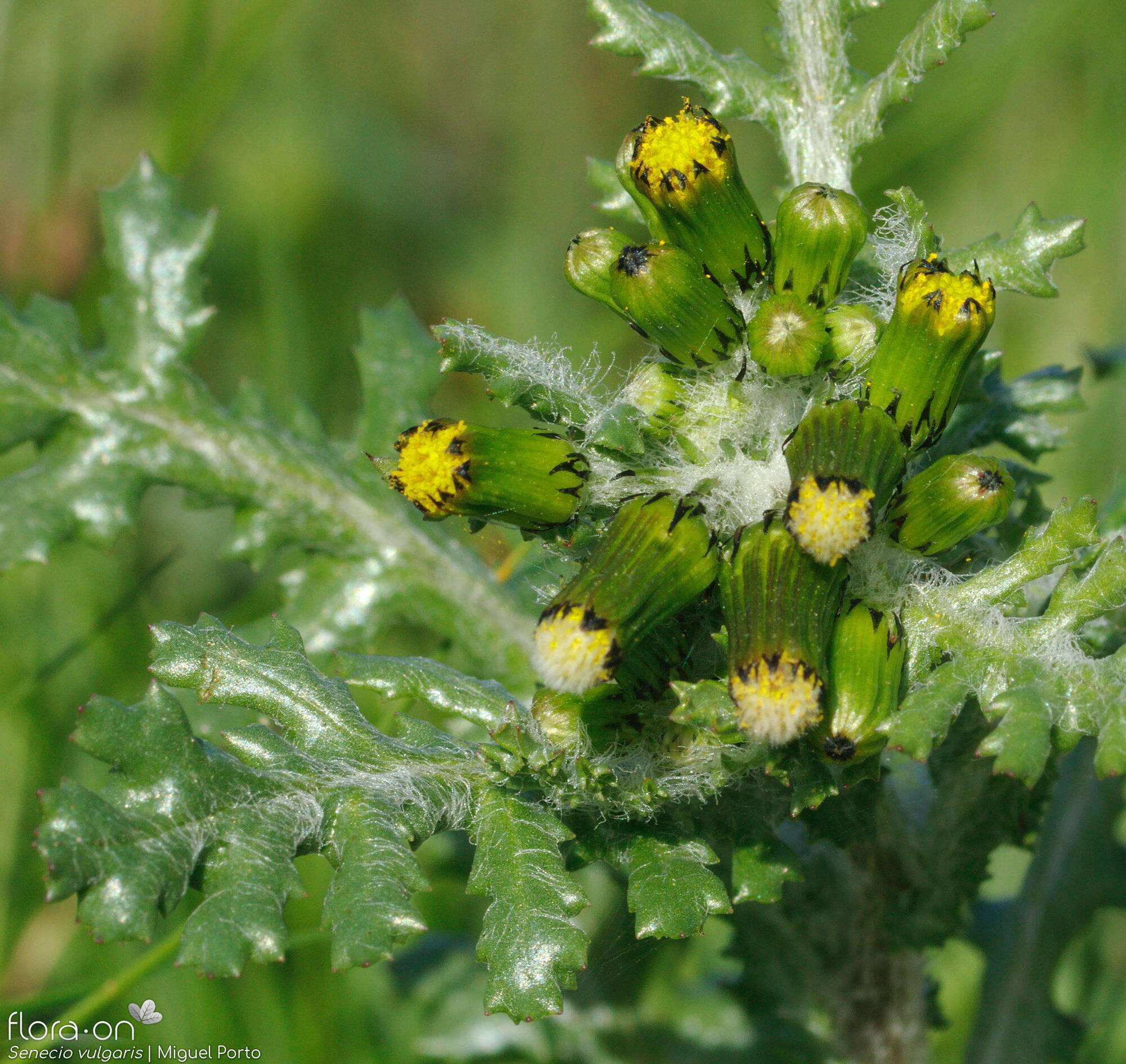 Senecio vulgaris - Flor (geral) | Miguel Porto; CC BY-NC 4.0