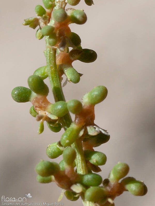 Sesamoides suffruticosa - Fruto | Miguel Porto; CC BY-NC 4.0