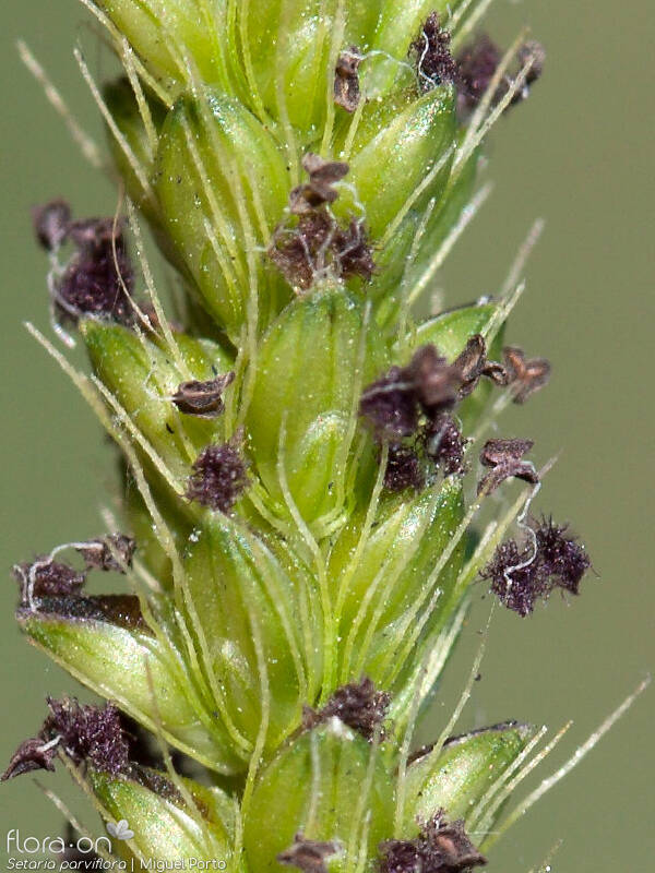 Setaria parviflora - Flor (close-up) | Miguel Porto; CC BY-NC 4.0