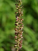 Setaria verticillata
