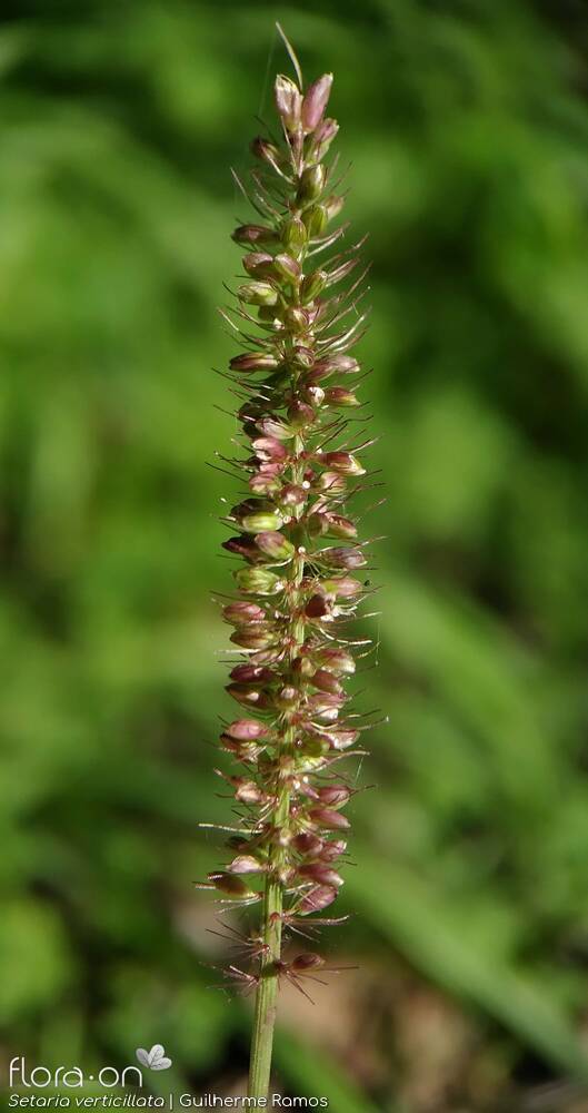 Setaria verticillata