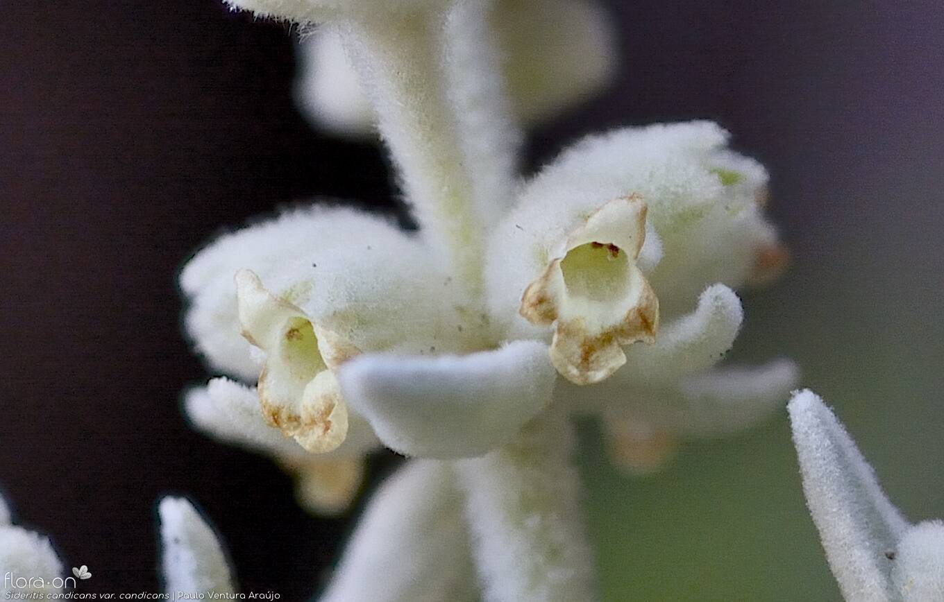 Sideritis candicans - Flor (close-up) | Paulo Ventura Araújo; CC BY-NC 4.0