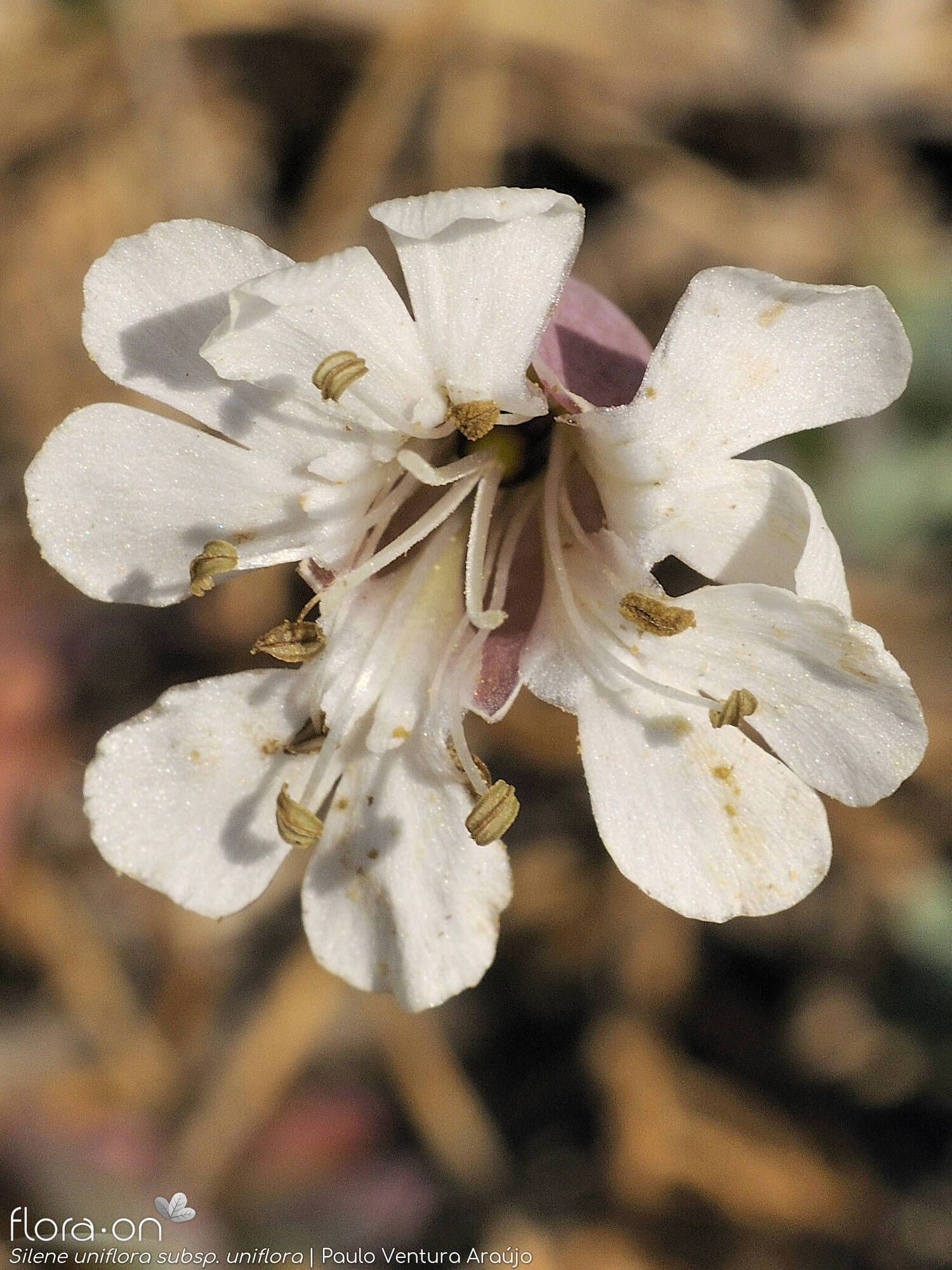 Silene uniflora uniflora - Flor (close-up) | Paulo Ventura Araújo; CC BY-NC 4.0